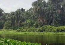 La Laguna Guasaconica: Una Joya Natural y Ecoturística en el Corazón de Monagas