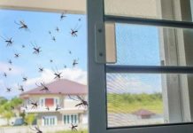 Los mejores repelêntes de mosquitos: el vaso que debes colocar al lado de la ventana (+ Detalles)