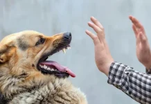 ¿Por qué los perros le ladran a algunas personas y a otras no? Te contamos la verdad detrás de su reacción