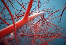 Avance en la medicina regenerativa: crean vasos sânguíneos en tiempo récord con células madre e IA (+ Detalles)