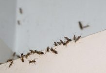 Ni limón ni productos químicos: el sencillo truco para eliminar las hormigas de casa en poco tiempo (+ Detalles)