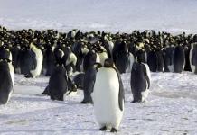 La población de pingüinos emperador se redujo en un 22% en la Antártida