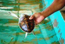 En Los Roques el Cayo Dos Mosquises es un santuario de esperanza para las tortugas marinas del Caribe (+ Fotos)