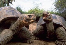 A sus casi 100 años tortugas galápagos se convirtieron en padres primerizos