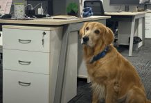 Un Golden retriever fue nombrado director de felicidad en una empresa para mejorar el ambiente laboral