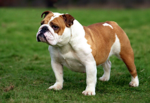 Conoce las razas caninas más dormilonas: Compañeros ideales para hogares tranquilos