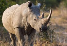 El rinoceronte blanco regresa a Zimbabue luego de casi un siglo de si extincïón