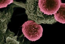 Diseñaron una molécüla con un potencial importante para el tratamïento de alzheïmer y el cáncër