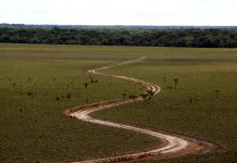 La Ruta de Gallegos: Un viaje inolvidable por el corazón los llanos apureños que no puedes perderte (+ Fotos)