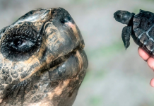 Una tortuga galápago se convirtió en papá por primer vez a los 135 años (+ Detalles)