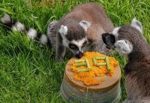 Un lémur cumplió 39 años y rompió récord mundial como el más longevo