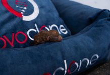 Empresa de biotecnología consiguió con éxito el primer nacimiento de perro clonado