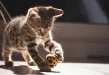 Empresa desarrolla una inteligencia artificial para traducir los maullidos de los gatos