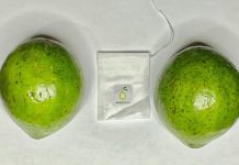 Crearon una bolsa biodegradable que extiende la vida útil de las frutas y asegura una mayor conservación