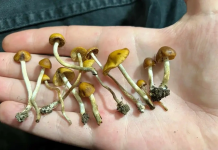 Nueva Zelanda aprobó el uso de “hongos mágicos” para tratar la deprësión