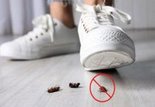 La OMS advirtió los riesgos que puede tener para salud pisar a las cucarachas