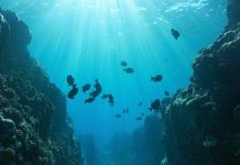 Nuevo descubrimiento marino: revelan ecosistema desconocido en el Pacífico (+ Detalles)