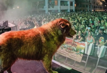 Cocoa, la perra que se roba el show: de rescatada a estrella del reggae