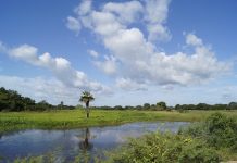Hato Masaguaral: Un destino ideal para conectar y disfrutar de los llanos venezolanos (+ Fotos)