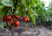 Agilizan la creación de un plan de contingenciä para distribuir rubros agrícolas merideños