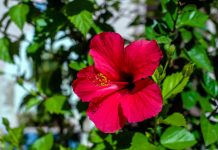 La Flor de Jamaica: un tesoro natural con múltiples beneficios para la salud