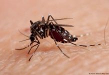 Francia confirma epidemiä de chikungunyä en departamento de Mayotte
