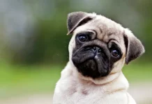 Día mundial del perro: Una oportunidad para crear conciencia sobre la tenencia responsable de mascotas