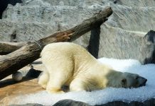 El zoológico de Praga en República Checa usa toneladas de hielo durante la ola de calor (+ Detalles)