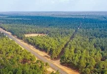 Monagas sembrará 5,5 millones de plantas de pino caribe en 2 mil hectáreas de terreno para reforzar sus recursos forestales