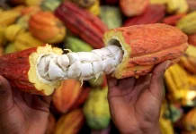 Exportación de cacao venezolano marca nueva etapa en alianza comercial con Rusia (+ Detalles)