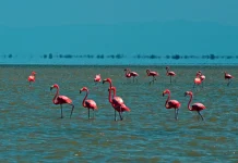 ¿Quieres vivir una experiencia única de ecoturismo? Conoce la ciénaga de Los Olivitos donde la diversidad de su fauna silvestre te sorprenderá (+ Fotos)