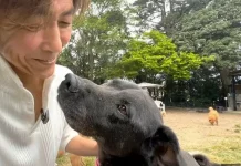 Empresario japonés cerró su negocio y vendió su Ferrari para rescatar decenas de perros sin hogar