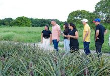 Gobernador de Anzoátegui visita el Fundo «La Patrona» en Guanipa, finca donde se registra la primera siembra de piña en la historia del estado (+ Fotos)