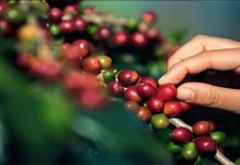 Venezuela será sede del IV Encuentro Internacional de Café de Especialidad (+ Detalles)