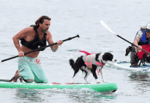 Competencia de surf con perros consiguió tres récords Guinness en Reino Unido (+ Detalles)