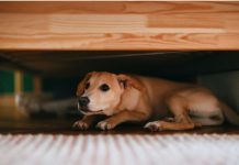 Trucos para calmar la ansïedad de tu perro y conocer sus causas: «Paciencia y constancia» (+ Detalles)