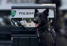 PoliBaruta impulsa la seguridad y protección animal con nueva Brigada Canina (+ Fotos)