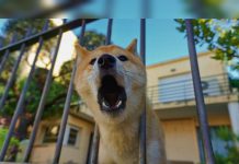 ¿Tu perro elige a quién ladrar? La ciencia detrás de este cůrioso comportamiento canino