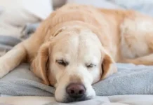 Conoce qué significa que un perro elija la almohada de su dueño para dormir (+ Detalles)