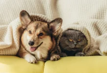 La influencia positiva que tienen los perros y gatos para preservar funciones cerebrales, según estudio