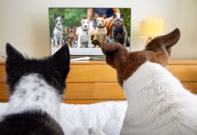 De ladrarle a la pantalla a relajarse con documentales: así es la relación de los perros con la televisión (+ Detalles)