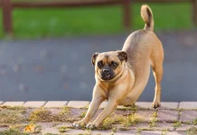 Este es el verdadero significado del por qué los perros se echan un estirón cuando ven a su amo