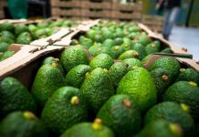 Autoridades del estado Yaracuy promueven exportación de aguacates a China