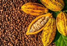 La población de Río Caribe se posiciona como la joya del Cacao en el oriente venezolano