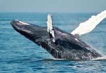 Día Mundial de las ballenas y los delfines fomenta su conservación y el fin de su cazä indiscriminadä