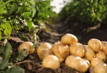 Para impulsar siembra y cosecha: desarrollan ensayo agrícola para la producción de papa en Sucre
