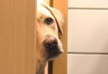 El curioso hábito que tienen muchos perros de acompañar a sus dueños al baño: los expertos explican por qué lo hacen