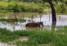 Ciudadanos en Barinas no se olvidan de los animales y los rescatan de las inundaciones (+ Video)