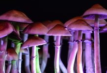 Estudio sugiere que un tipo de hongos puede tener papel importante en desacelerar el envejecimiento