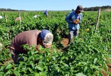 Presidente de Fedeagro asegura que la producción agrícola nacional presenta un importante crecimiento